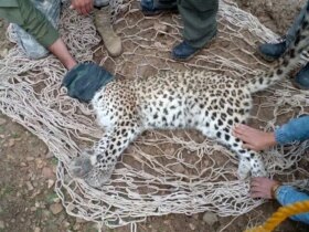 علت مرگ یک قلاده پلنگ در پناهگاه حیات وحش عباس آباد اصفهان