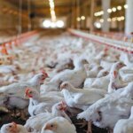 قیمت مرغ افزایش یافت