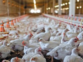 قیمت مرغ افزایش یافت