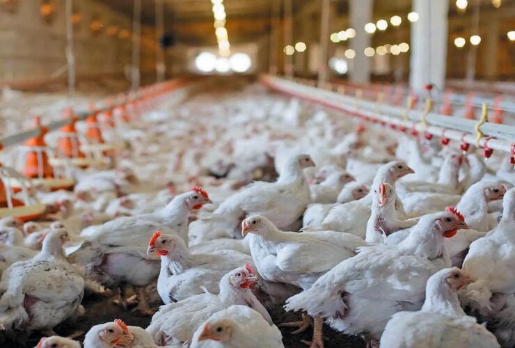 قیمت مرغ افزایش یافت