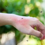 هر پشه ای فرد مورد علاقه خود را دارد!