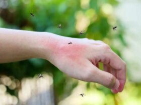 هر پشه ای فرد مورد علاقه خود را دارد! 8 هر پشه ای فرد مورد علاقه خود را دارد!