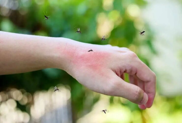 هر پشه ای فرد مورد علاقه خود را دارد!