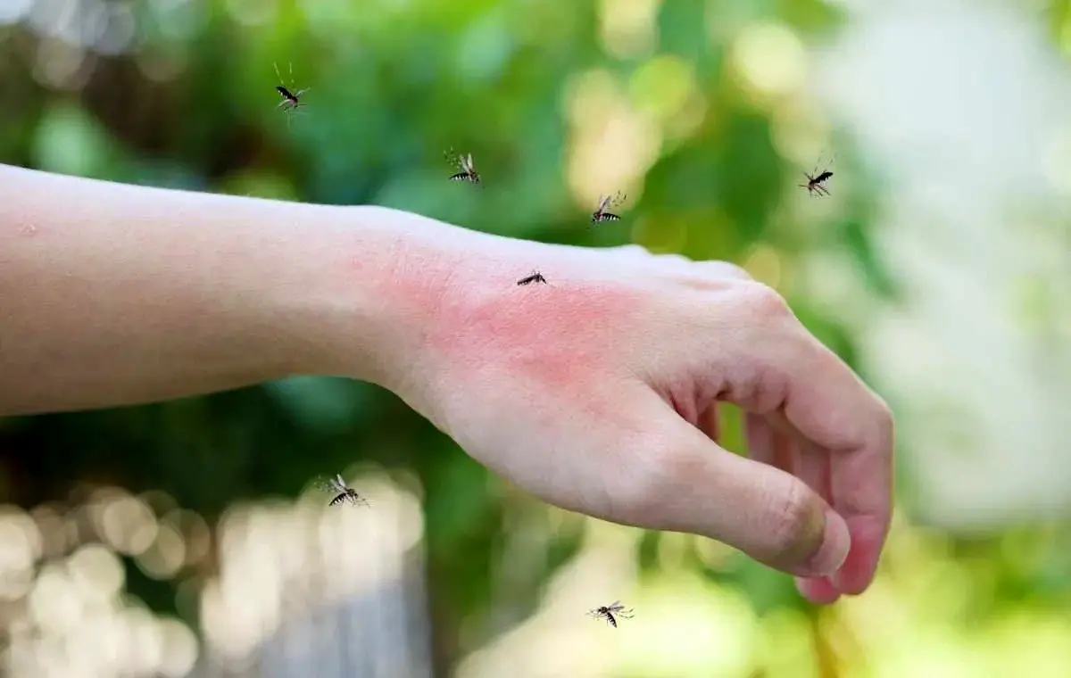 هر پشه ای فرد مورد علاقه خود را دارد!