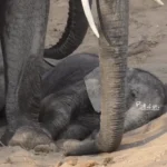 وقتی بچه فیل می افتد