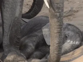 وقتی بچه فیل می افتد