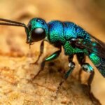 کشف اولین موجود زنده ای که می تواند عبور حیات در زمین را متوقف کند