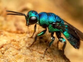 کشف اولین موجود زنده ای که می تواند عبور حیات در زمین را متوقف کند