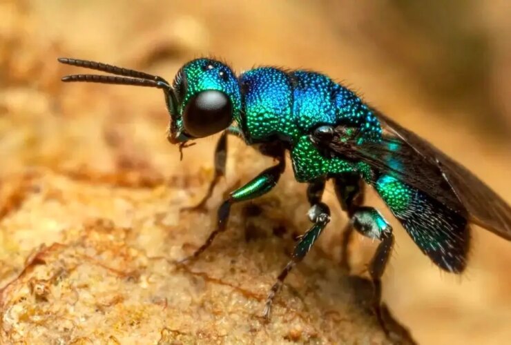 کشف اولین موجود زنده ای که می تواند عبور حیات در زمین را متوقف کند