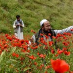 تصاویری باشکوه از دشت های شقایق در شمال افغانستان