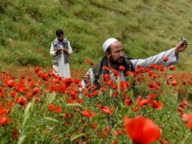 تصاویری باشکوه از دشت های شقایق در شمال افغانستان