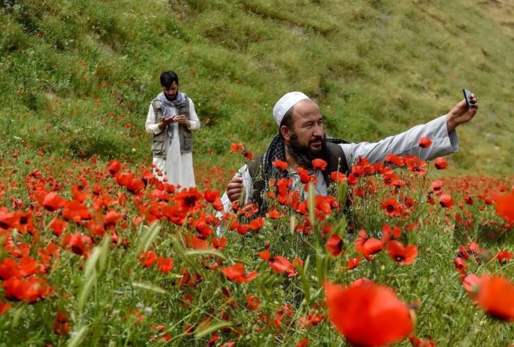 تصاویری باشکوه از دشت های شقایق در شمال افغانستان