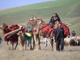 از «علف» تا یونسکو؛ این مهاجرت جهانی می شود
