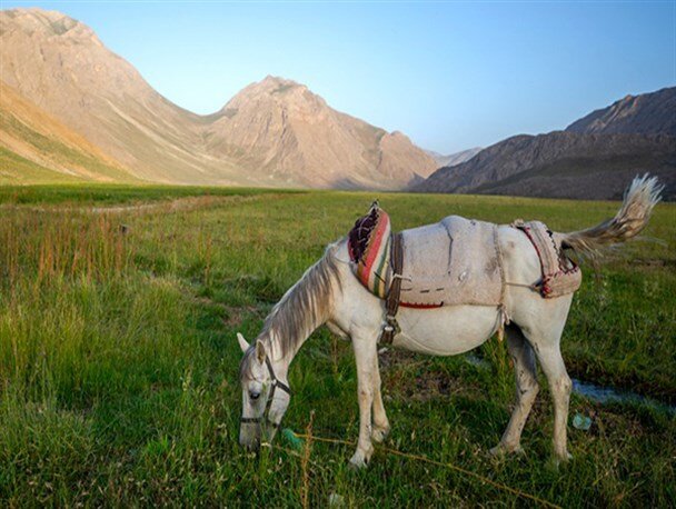 از خرید گلاب گرفته تا سرگردانی در دشت های چشمه؛ فروردین کجا بریم؟ / 9 مکان جذاب برای یک سفر یک روزه / راهنمای سفر بهاری نزدیک تهران