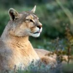 برای دیدن؛ سرنوشت تلخ یک پوما