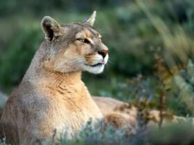 برای دیدن؛ سرنوشت تلخ یک پوما