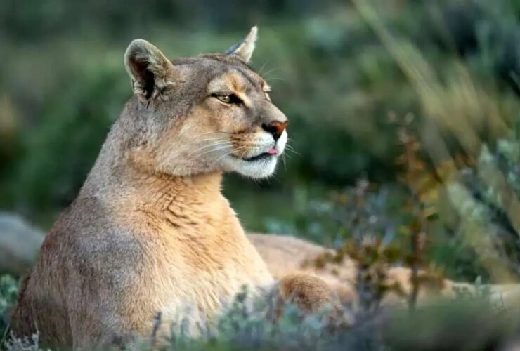برای دیدن؛ سرنوشت تلخ یک پوما