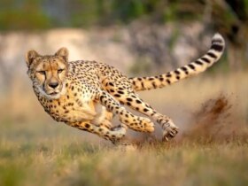 خبر بد برای جهان؛ هر 20 دقیقه یک گونه از روی زمین ناپدید می شود