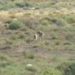 مشاهده یک جفت یوزپلنگ در جاجرم