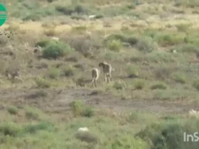 مشاهده یک جفت یوزپلنگ در جاجرم
