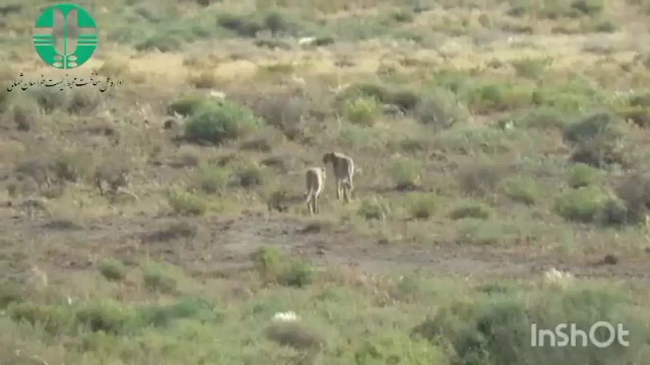مشاهده یک جفت یوزپلنگ در جاجرم