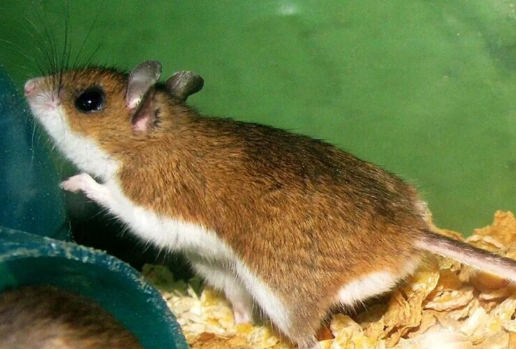 موش هایی که ویروس هانتا ویروس را منتقل می کنند چه ویژگی هایی دارند؟