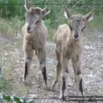 نوزادان بز تازه متولد شده در پارک ملی سالوک