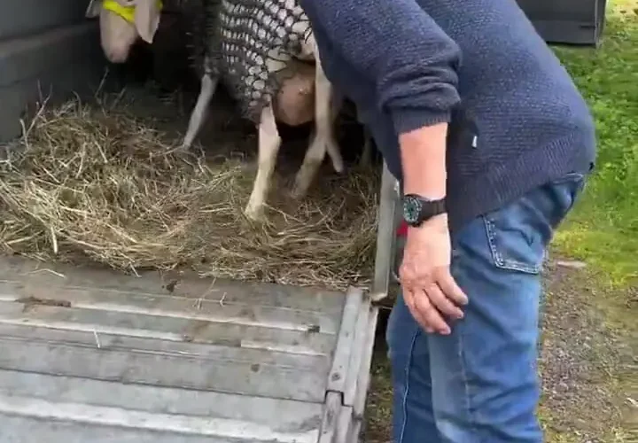 گوسفندان زره پوش در برابر حمله گرگ ها