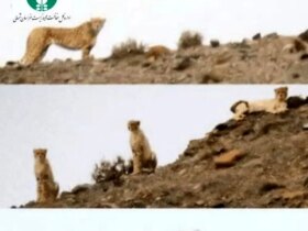 توله سیاهگوش