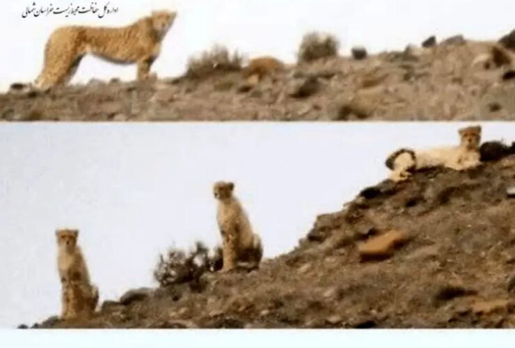 توله سیاهگوش