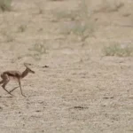 داستان یک سردرگمی خنده دار در حیات وحش