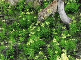 عظمت پلنگ ایرانی در پارک ملی گلستان