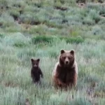 لحظه ای که عکاس با خرس گریزلی ماده و دو توله اش روبرو شد