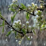 هشدار زرد هواشناسی/ در 17 استان بارندگی رخ می دهد