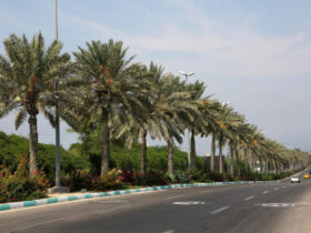 بازگشت کیش کافی نیست