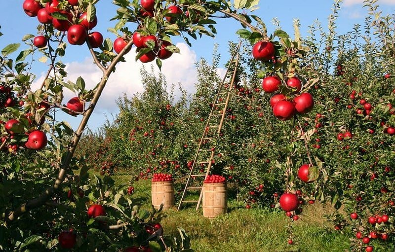 این آخر هفته از باغ ها دیدن کنید. در تابستان 