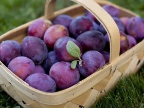 این آخر هفته از باغ ها دیدن کنید جایی که